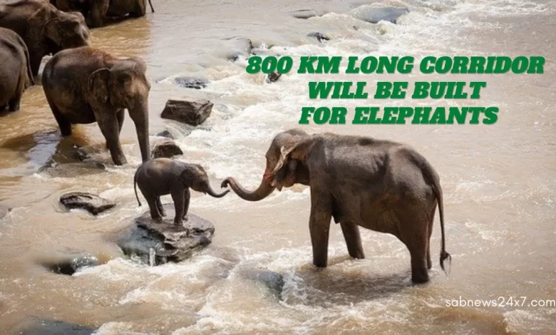 800 km long corridor will be built for elephants