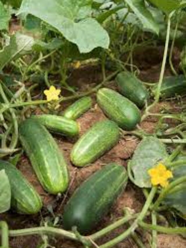 Cucumber || Health Benefits Of Cucumber || Cucumber Benefits || Skin Care || Sabnew24X7